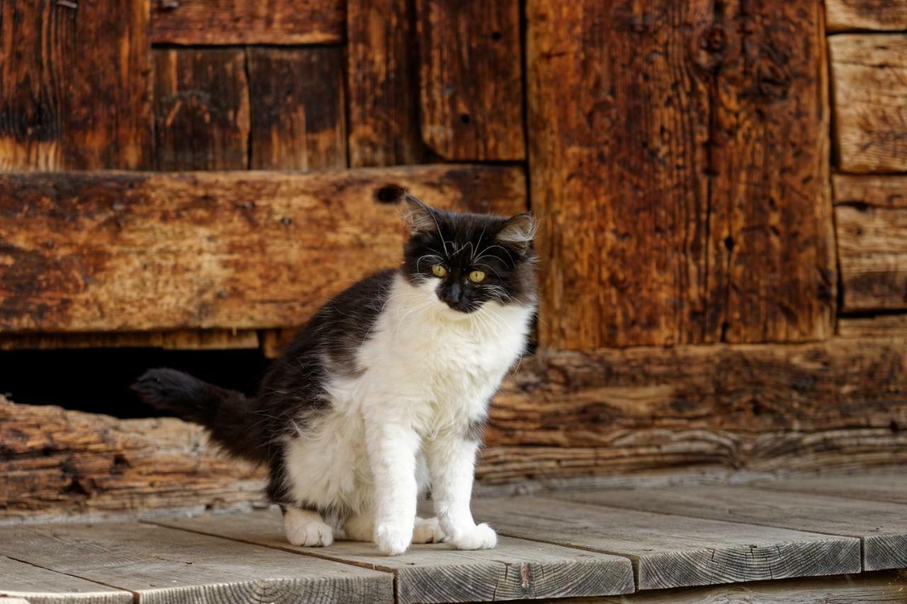 Waldlechn Daire Cadipietra Dış mekan fotoğraf